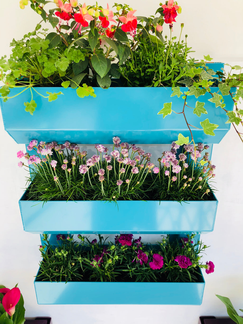 The Wall Garden