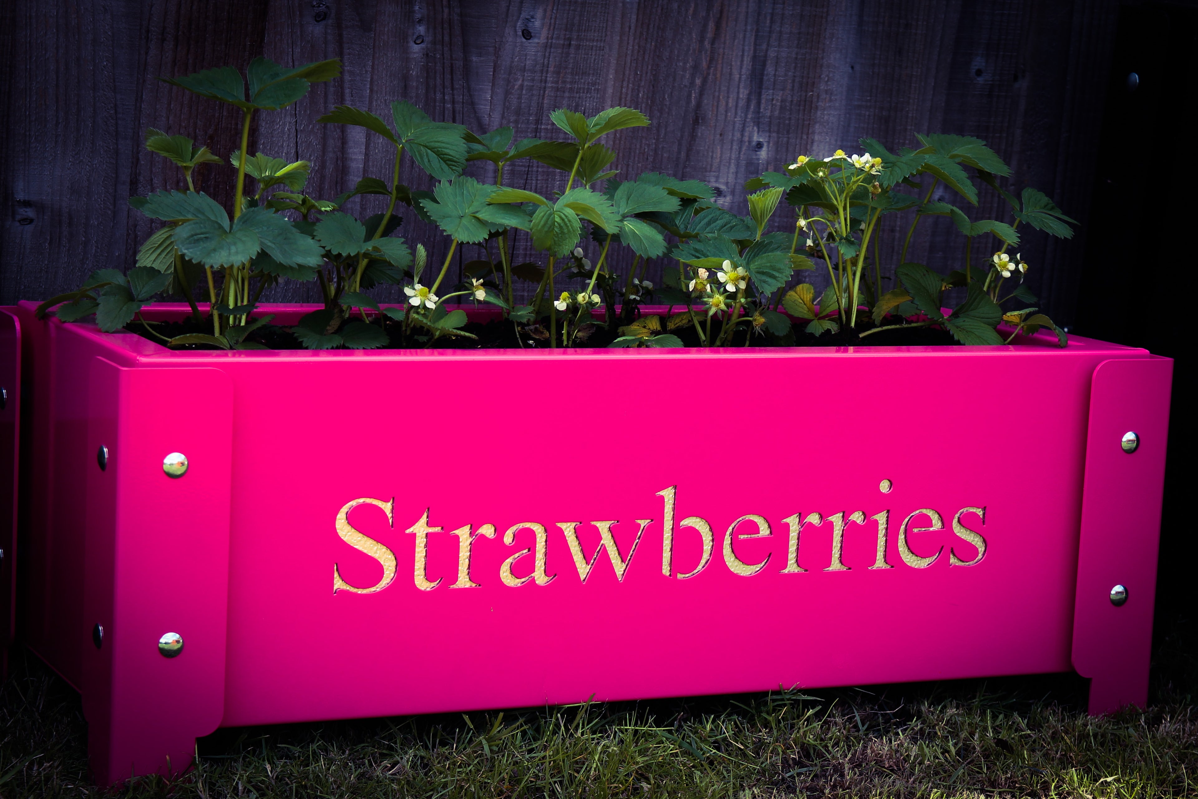 Strawberry Planter