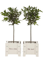Cheeky Doorstep Pots